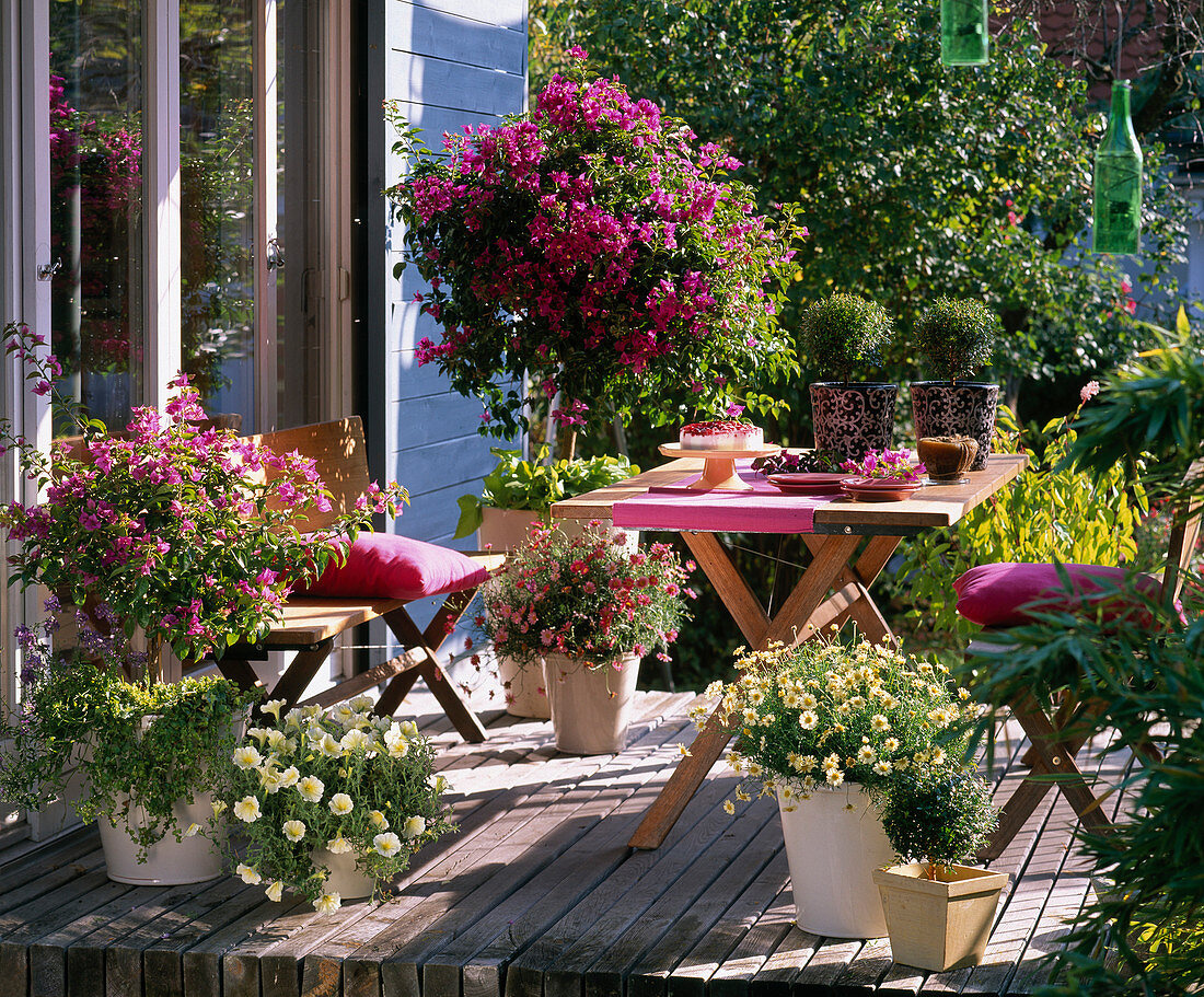 Wooden terrace with bougainvillea, petunia (petunia), argyranthemum