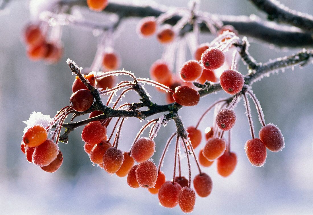 Malus 'Paul Hauber' (ornamental apple) frozen on branch