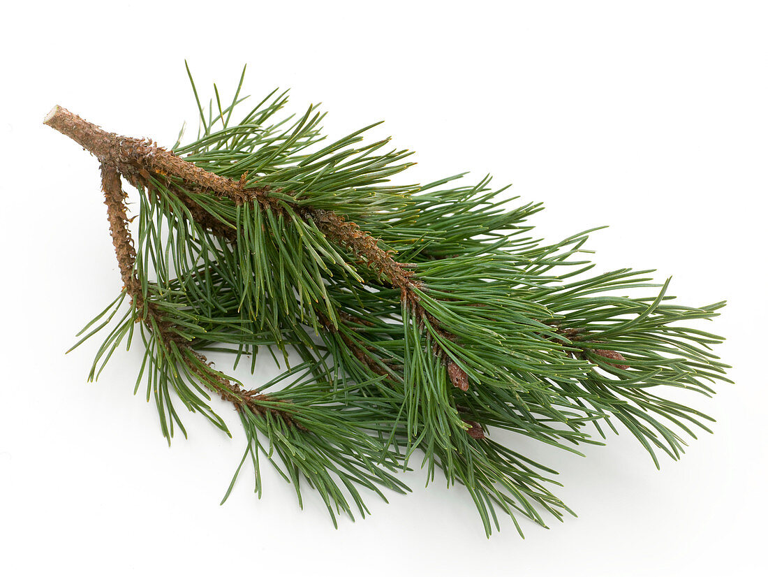 Zweig von Pinus sylvestris (Waldkiefer, Föhre) als Freisteller