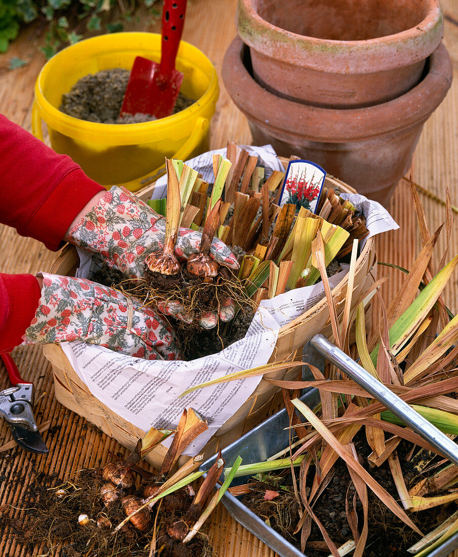 Gladiolenzwiebeln einwintern