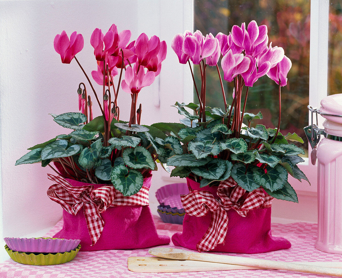 Cyclamen persicum (cyclamen) in pink felt bags