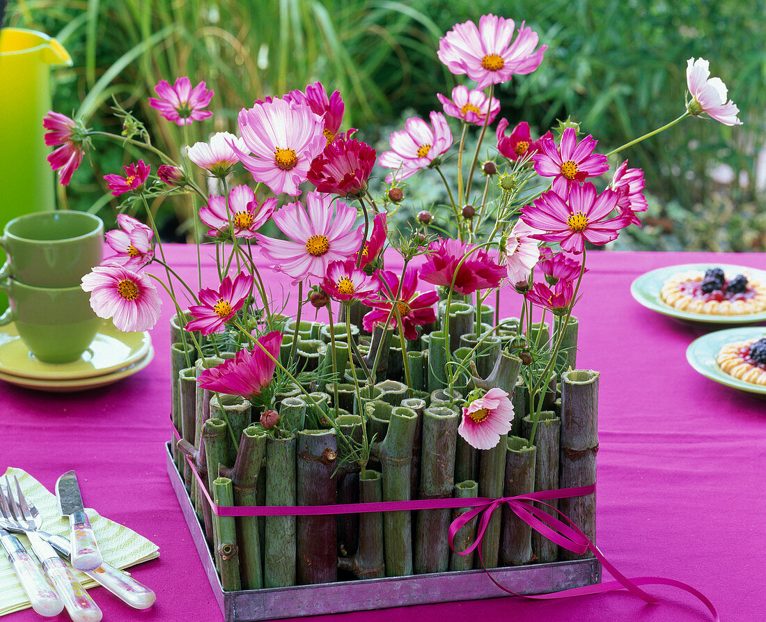 Gesteck aus Cosmos (Schmuckkörbchen) in Stängeln von Polygonum (Knöterich)