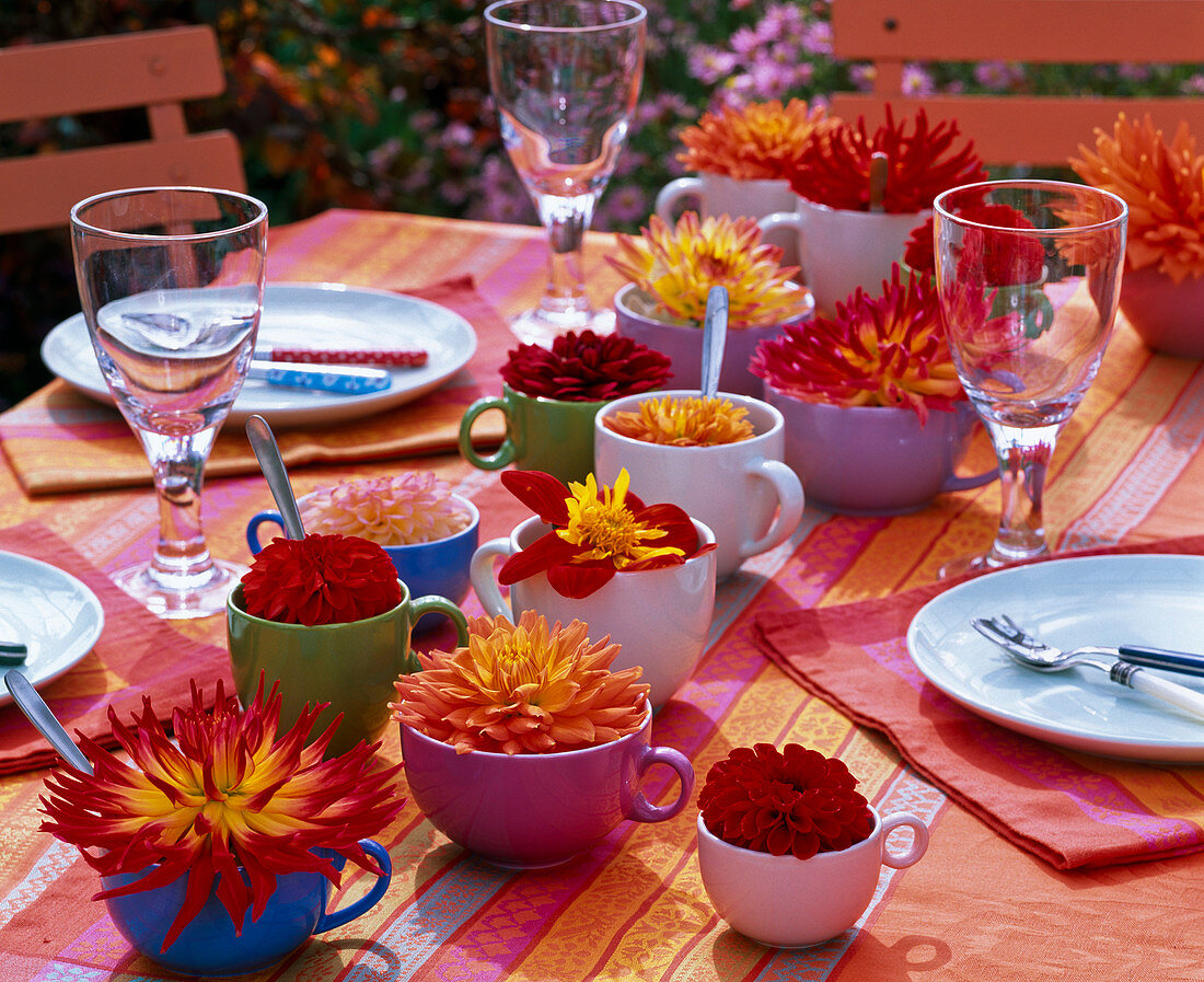 Verschiedene Dahlia (Dahlien) in Tassen auf gedecktem Tisch