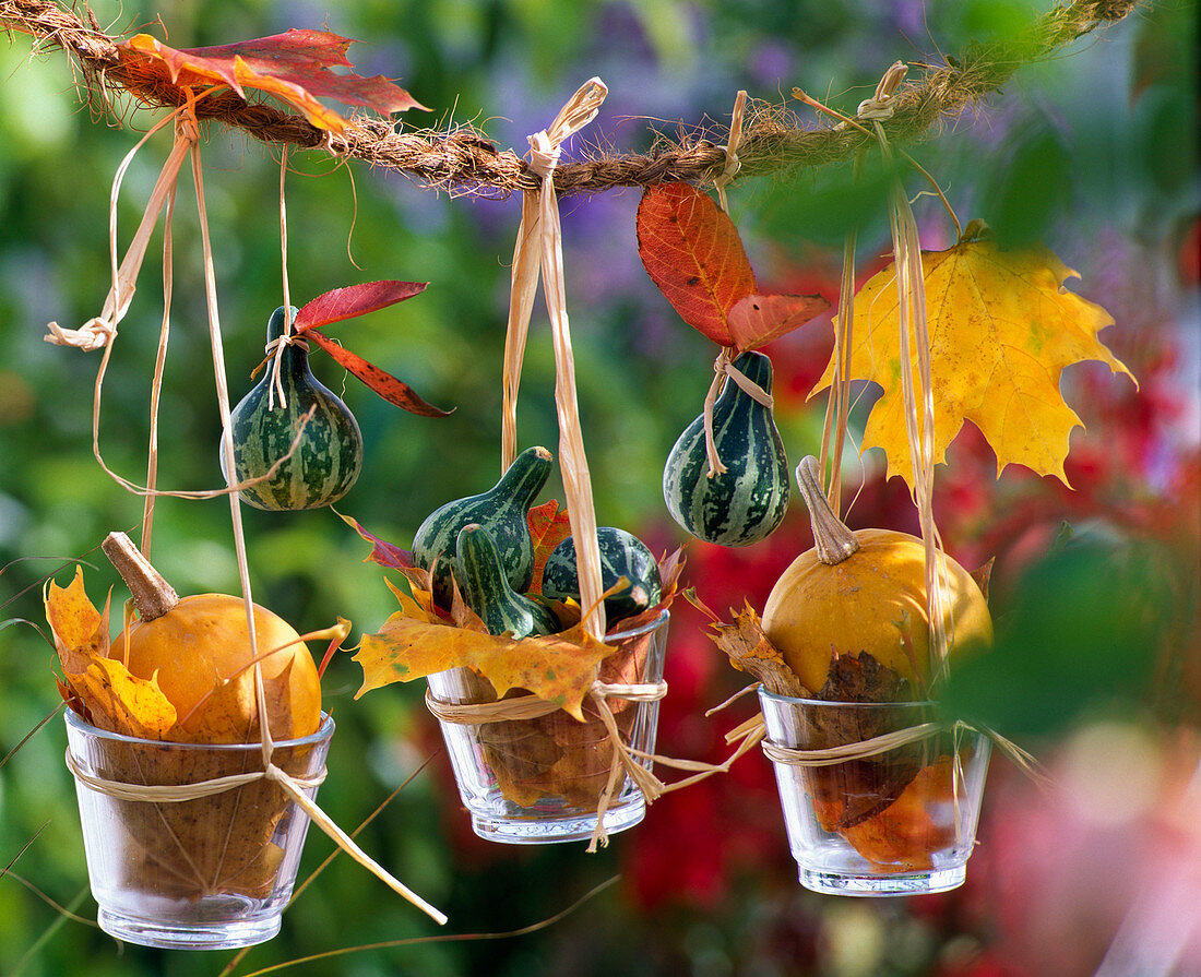 Cucurbita (Zierkürbisse), Herbstlaub von Acer (Ahorn), Amelanchier