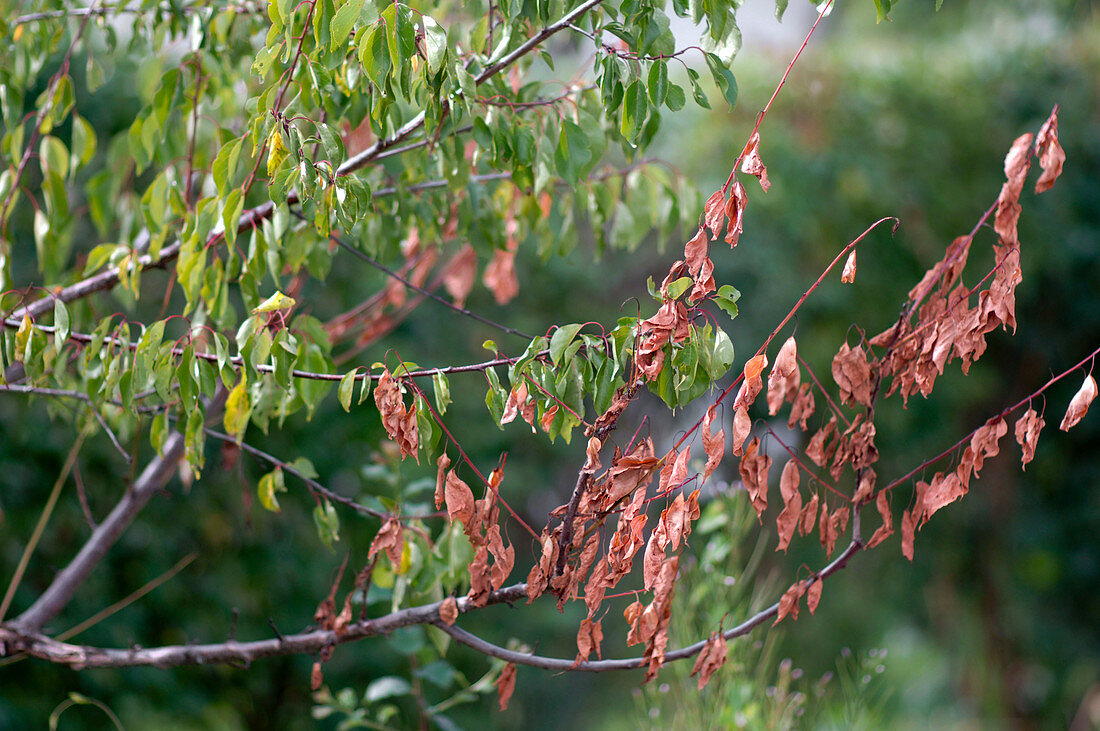 Monilia (Triebsterben) an Prunus (Aprikose)