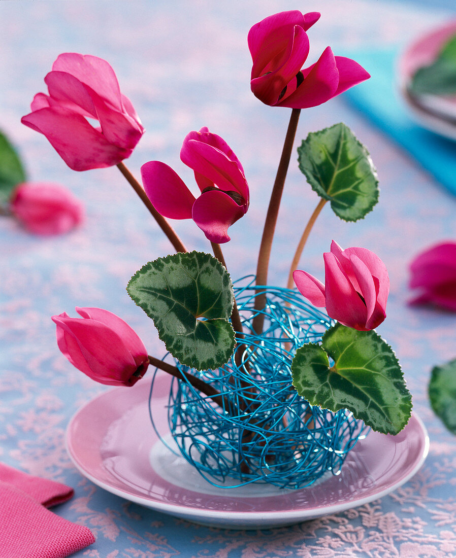 Cyclamen in plug-in aid made of blue wire