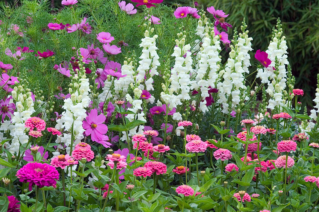 Antirrhinum (Löwenmäulchen), Zinnia (Zinnien), Cosmos