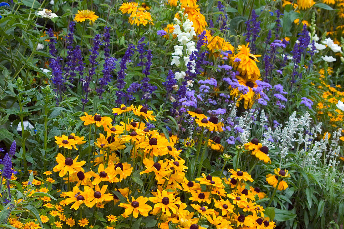 Sommerblumenbeet : Rudbeckia hirta (Sonnenhut), Salvia farinacea (Mehlsalbei), Ageratum (Leberbalsam), Antirrhinum (Löwenmäulchen)