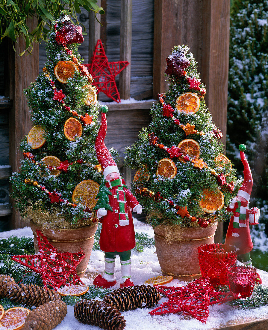 Picea glauca 'Conica' (Zuckerhutfichten) geschmückt