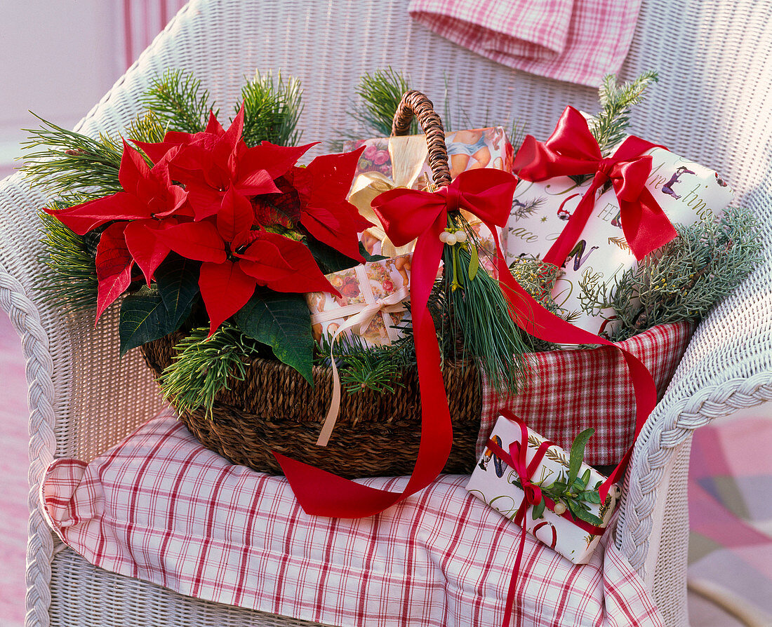 Weihnachtlicher Geschenkkorb mit Euphorbia pulcherrima (Weihnachtsstern)