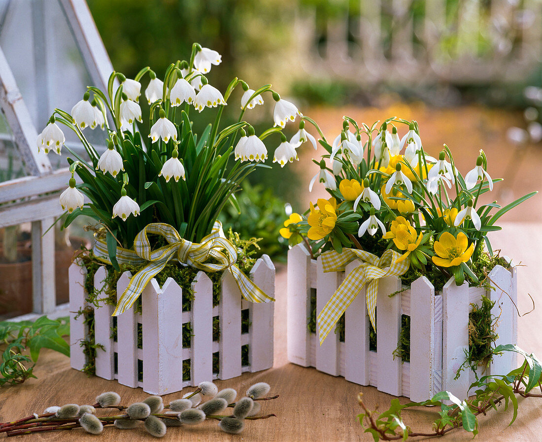 Leucojum (Märzenbecher), Galanthus (Schneeglöckchen), Eranthis