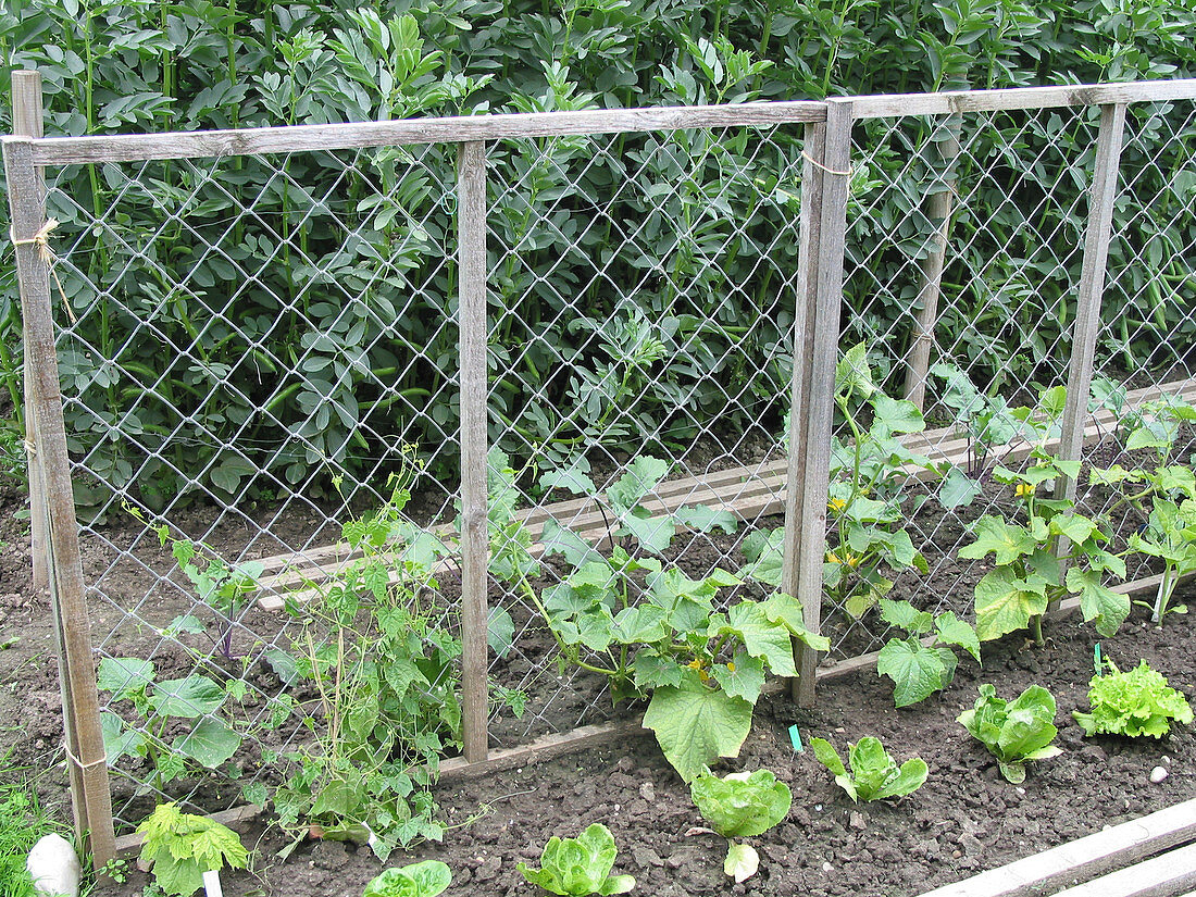 Mixed bed with Cucumis and a climbing frame, Lactuca