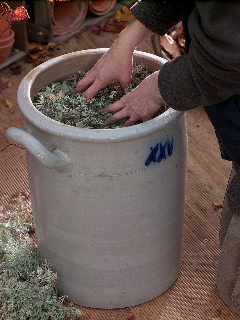 Artemisia abrotanum (Wermut), Brühe mit Wasser ansetzen