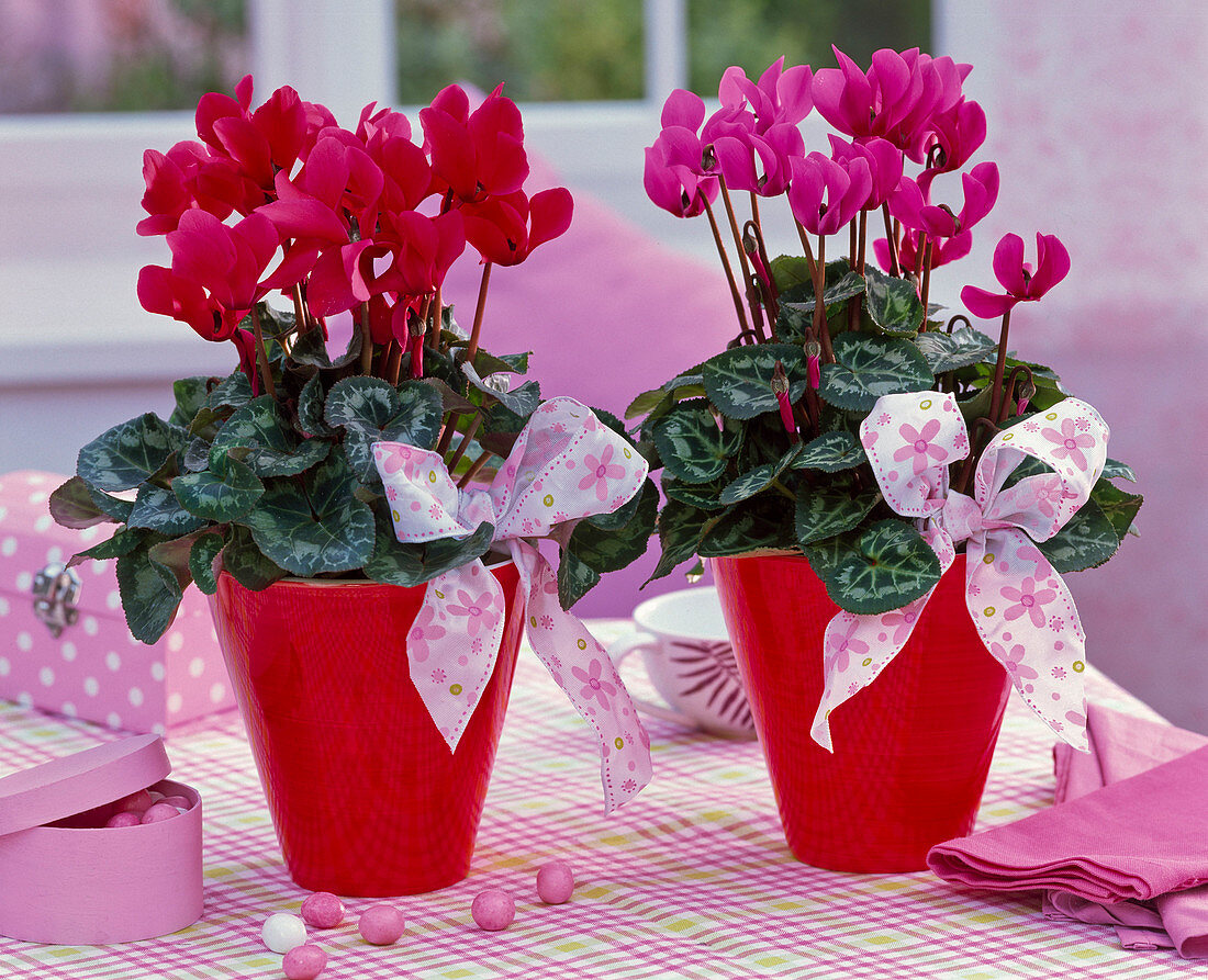 Cyclamen persicum with loops, box of sweets