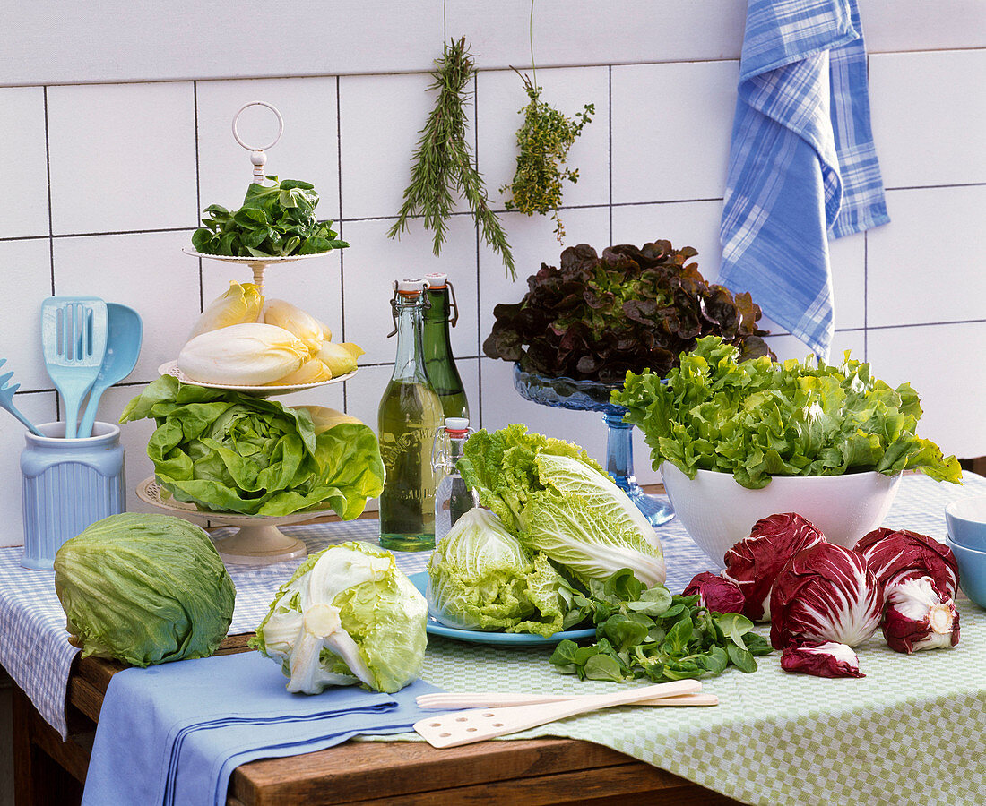 Salat in der Küche : Lactuca (Eichblattsalat, Eisbergsalat, Kopfsalat, Endivie)