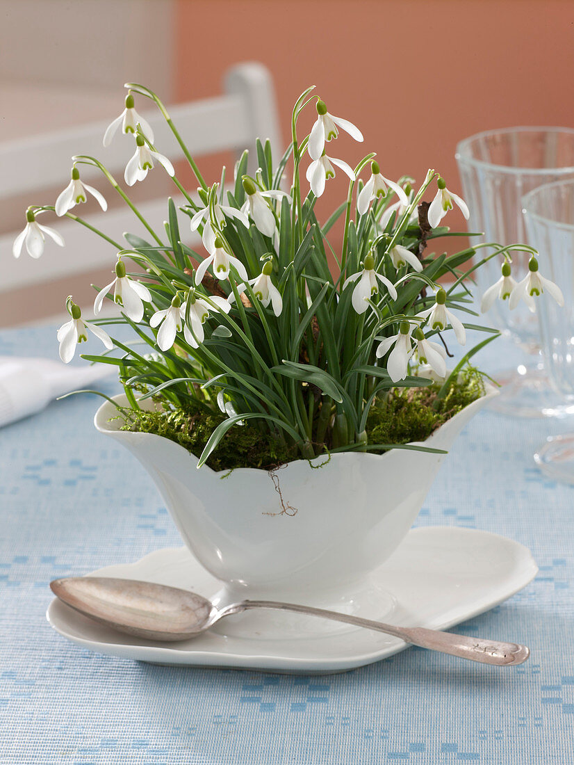 Galanthus nivalis (snowdrop) in white porcelain gravy boat