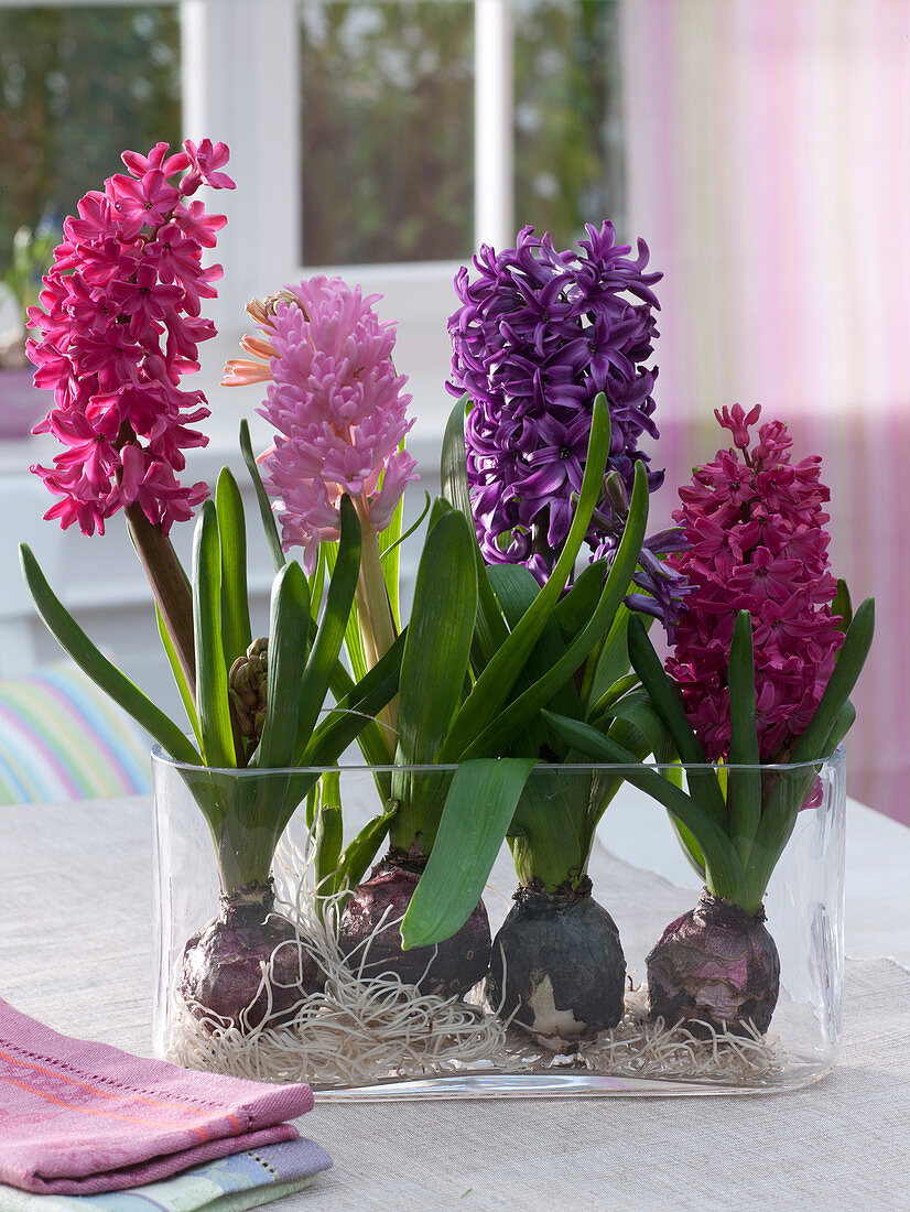 Hyacinthus 'Jan Bos' 'Pink Pearl' 'Purple Sensation'