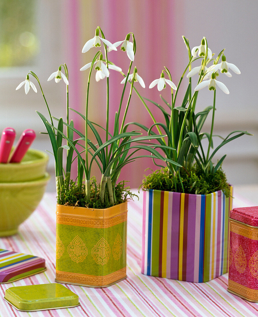 Galanthus nivalis (snowdrop) in colorful tin cans