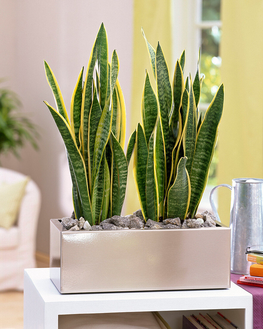 Sansevieria (Bogenhanf) in Metall - Kasten mit 'Mulch' aus Steinen