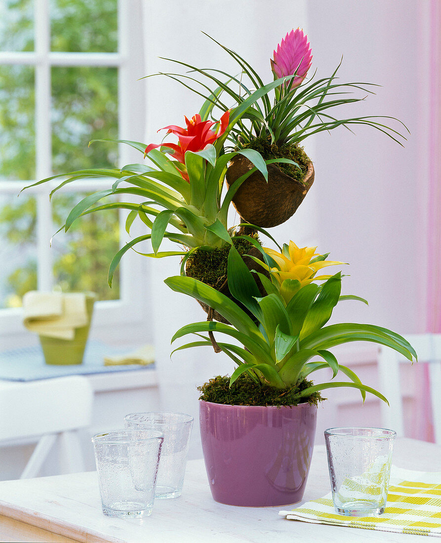 Guzmania tower in pot and coconut shells, glasses