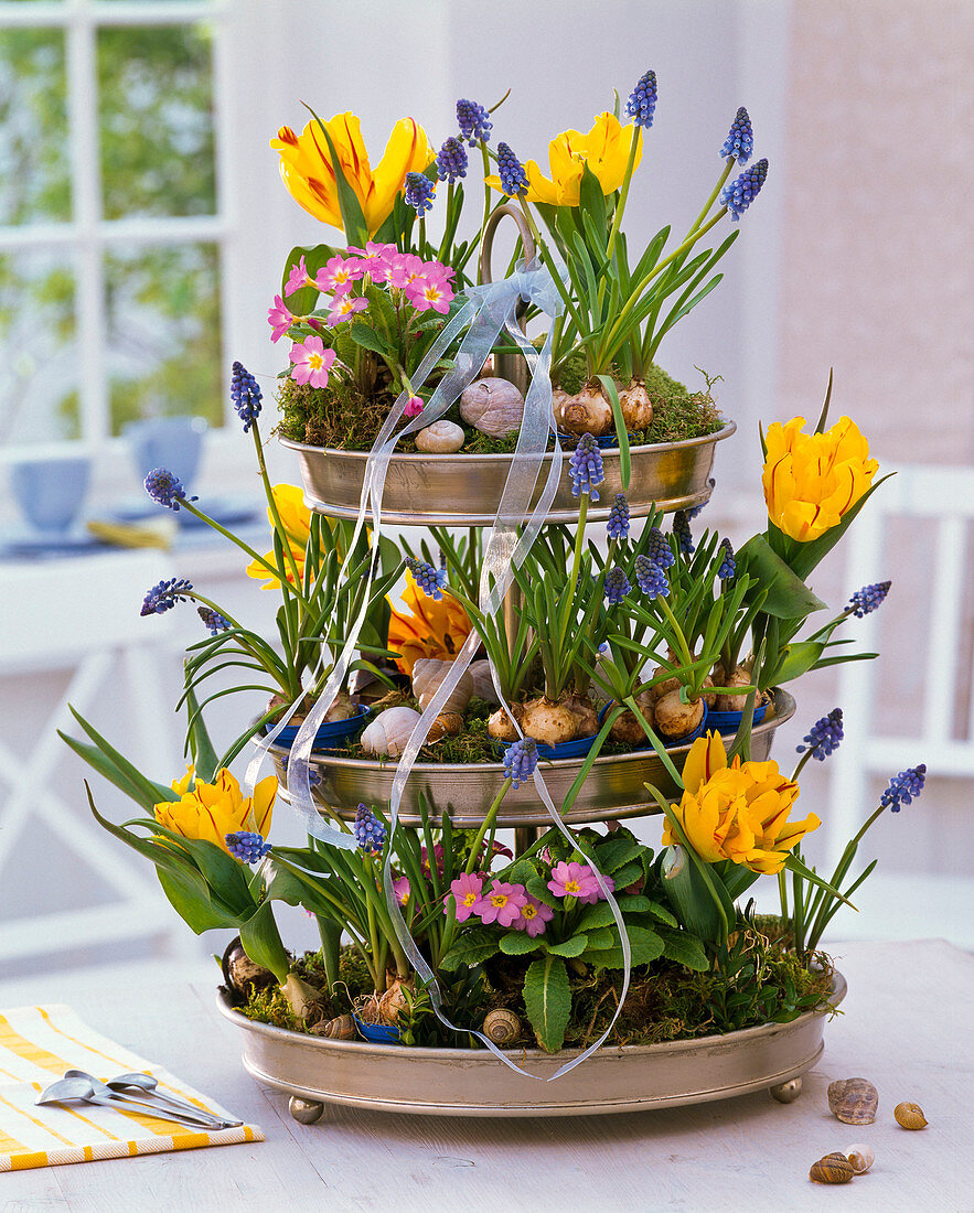 Tulipa (Tulpen), Muscari (Traubenhyazinthen), Primula (Frühlingsprimeln)