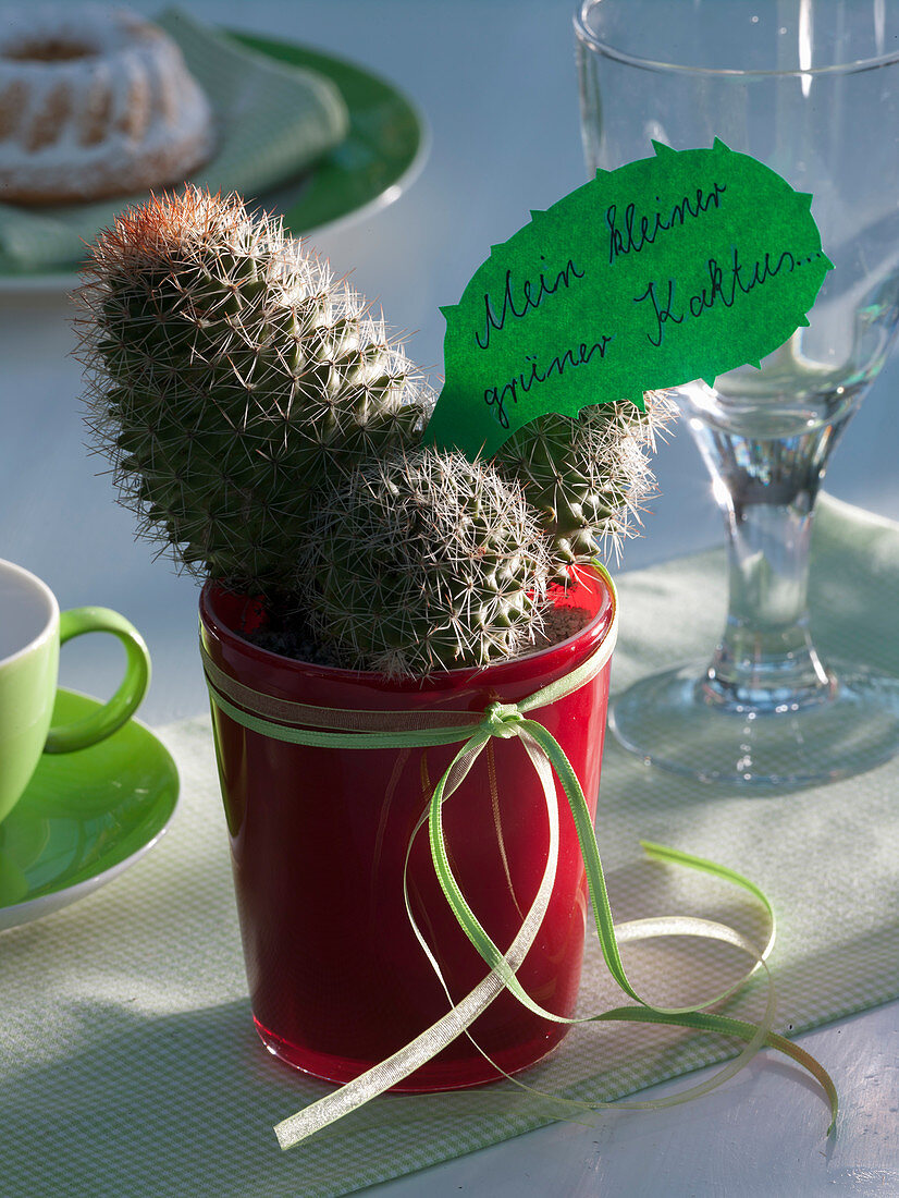 Mammillaria (wart cactus) in red glass mug with text message