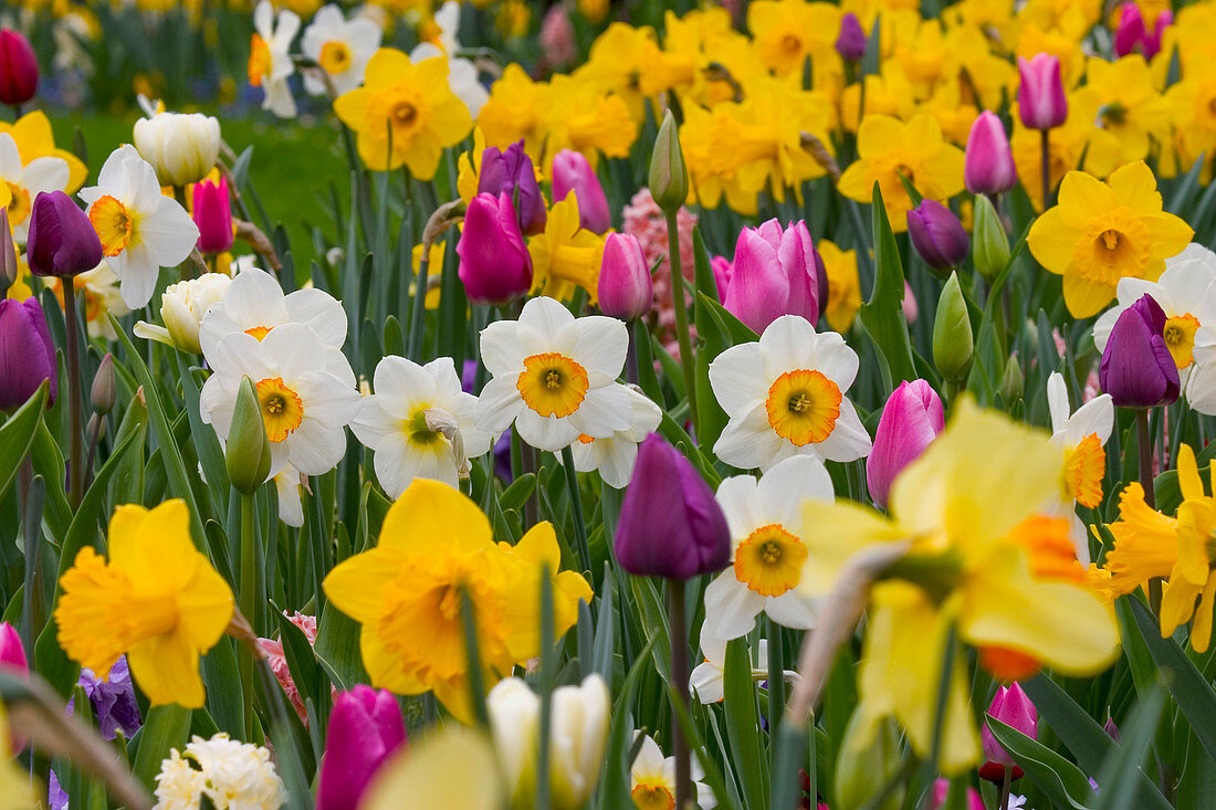 Buntes Beet mit Tulipa (Tulpen), Narcissus (Narzissen)