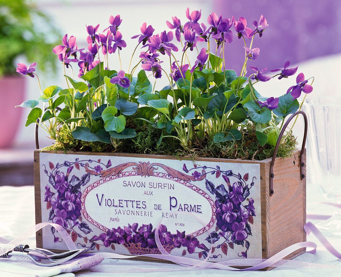 Viola odorata in box with violet soap sign