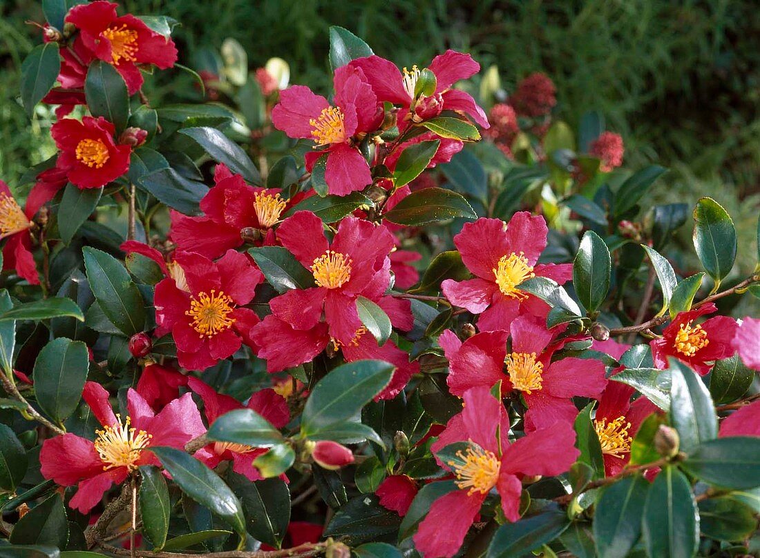 Camellia sasanqua 'Hiryu' (camellia), autumn flowering