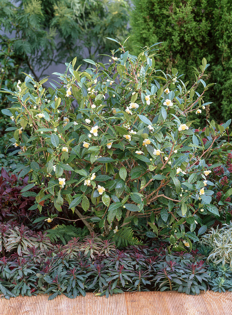 Camellia sinensis (Teestrauch), einfache weiße Blüten