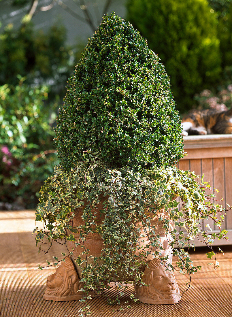 Buxus (box pyramid) planted with Hedera (Ivy)