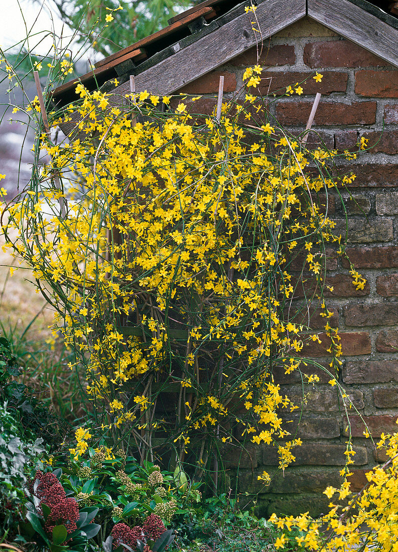Jasminum nudiflorum (Winterjasmin) an kleines Gartenhaus gepflanzt, Skimmia