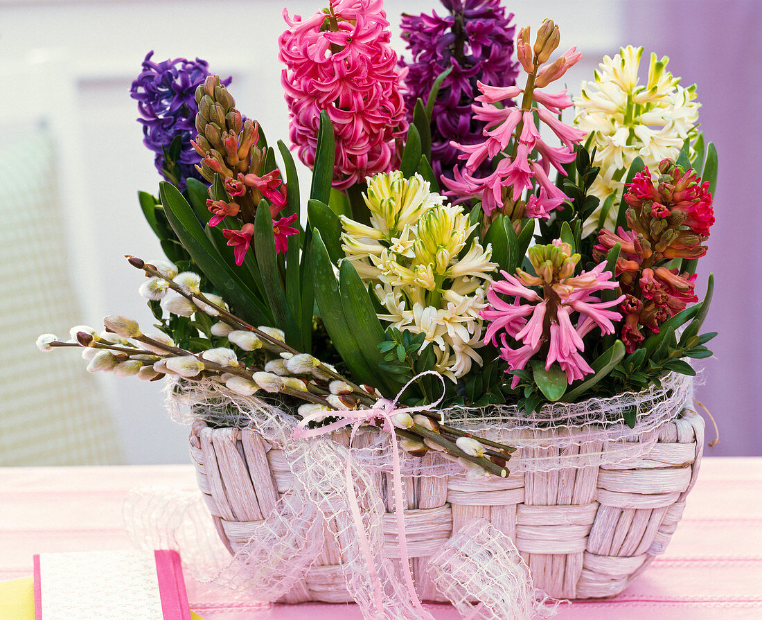 Hyacinthus, small bouquet from Salix, loop