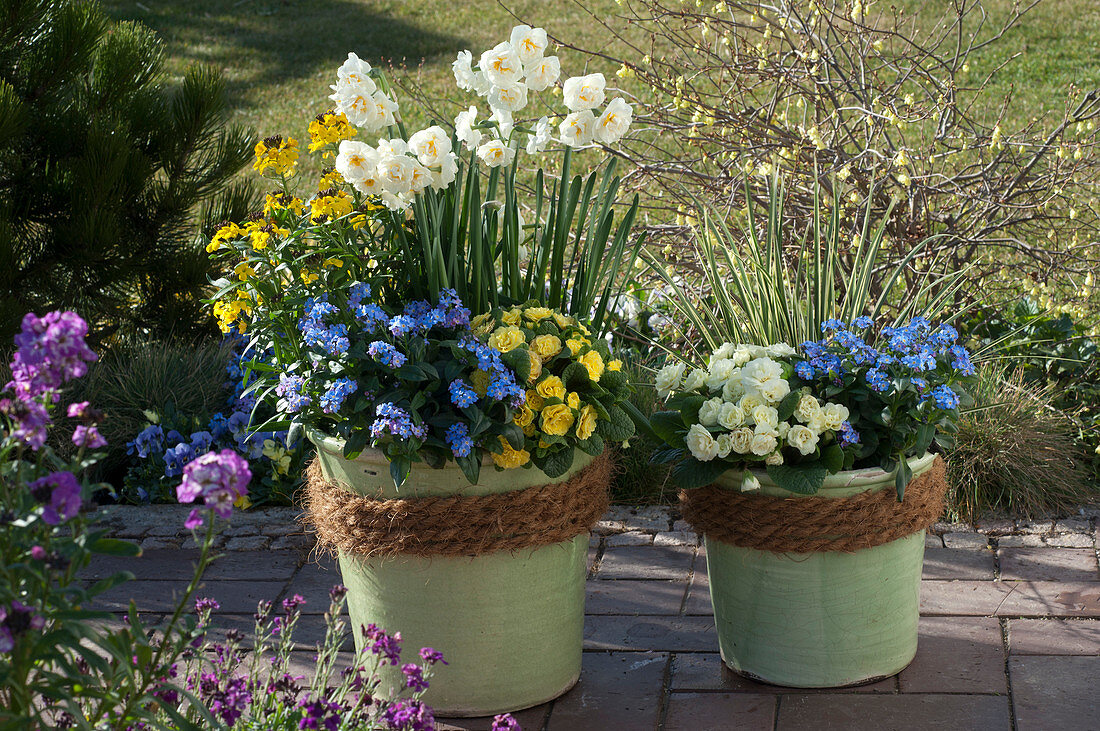 Frühlingsflirt : Myosotis 'Myomark' (Vergißmeinnicht), Primula Belarina