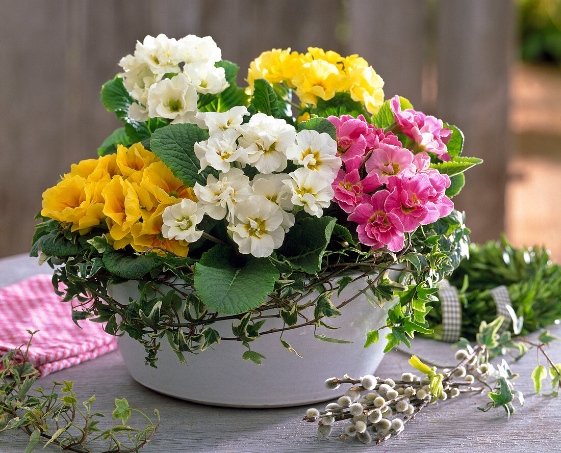 Schale mit Primula acaulis (halbgefüllten Frühlingsprimeln)