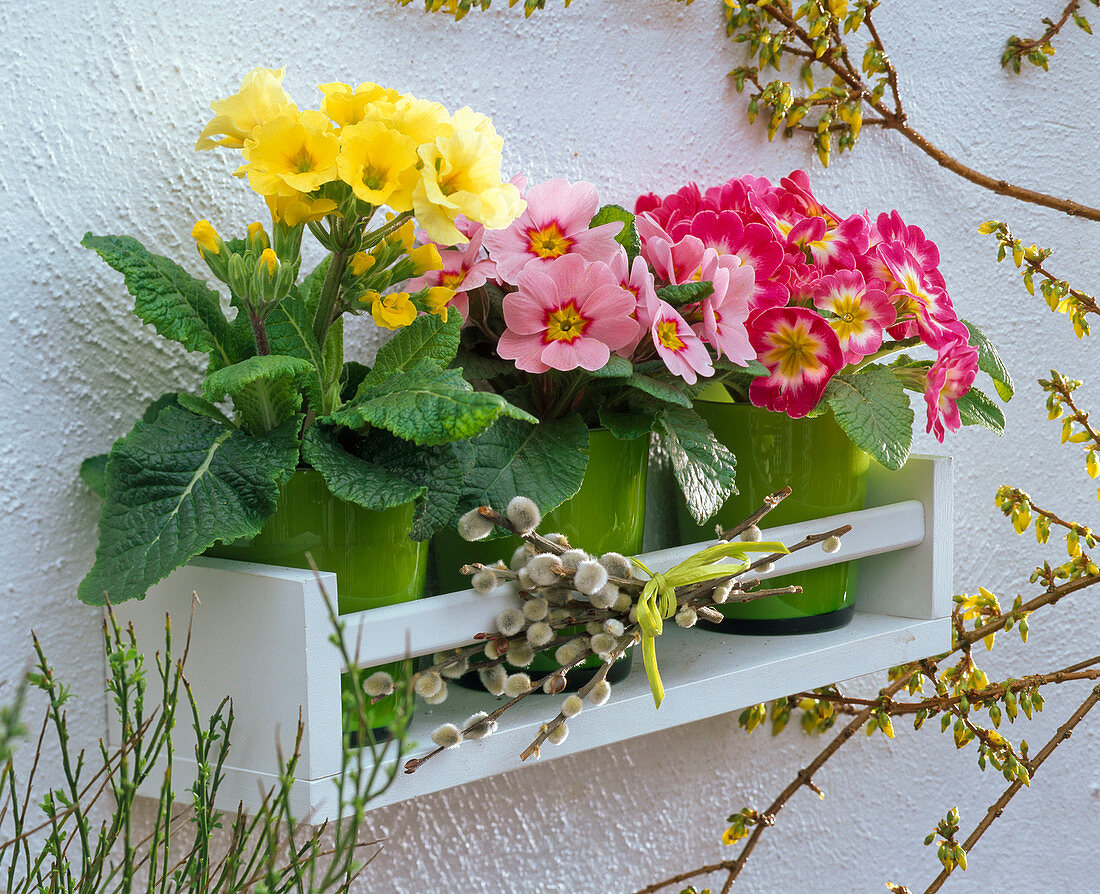 Primula acaulis (Frühlingsprimeln) auf weißem Wandregal