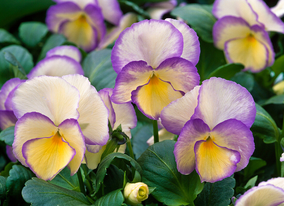 Viola cornuta 'Etain' (horn violet)