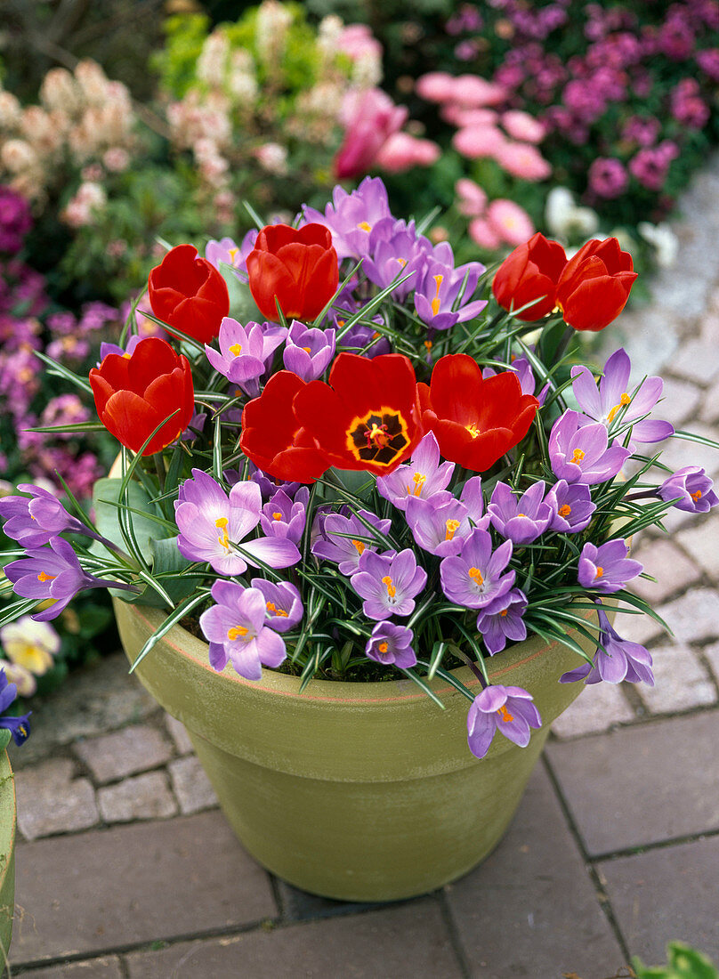 Topf mit Tulipa 'Red Paradise' (Tulpen), Crocus (Krokusse)