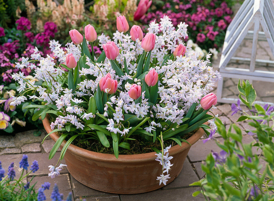 Terracotta bowl with Tulipa 'Evening Breeze' (tulip)