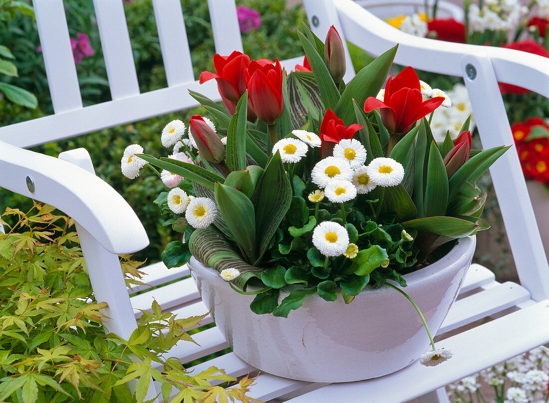 Tulipa 'Showwinner' (Tulip), Bellis (daisies)