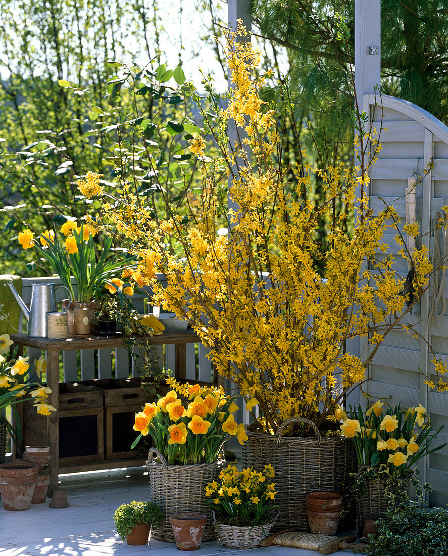 Yellow balcony with forsythia and narcissus