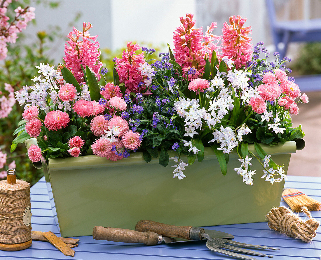 Hyacinthus (hyacinth), Bellis (miller), Scilla