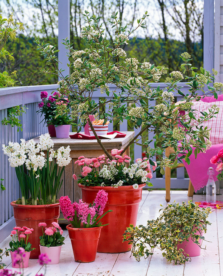 Scented balcony with Viburnum burkwoodii (scented snowball)