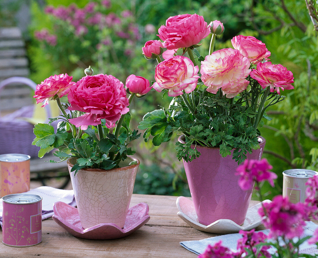 Ranunculus asiaticus in planters with coasters
