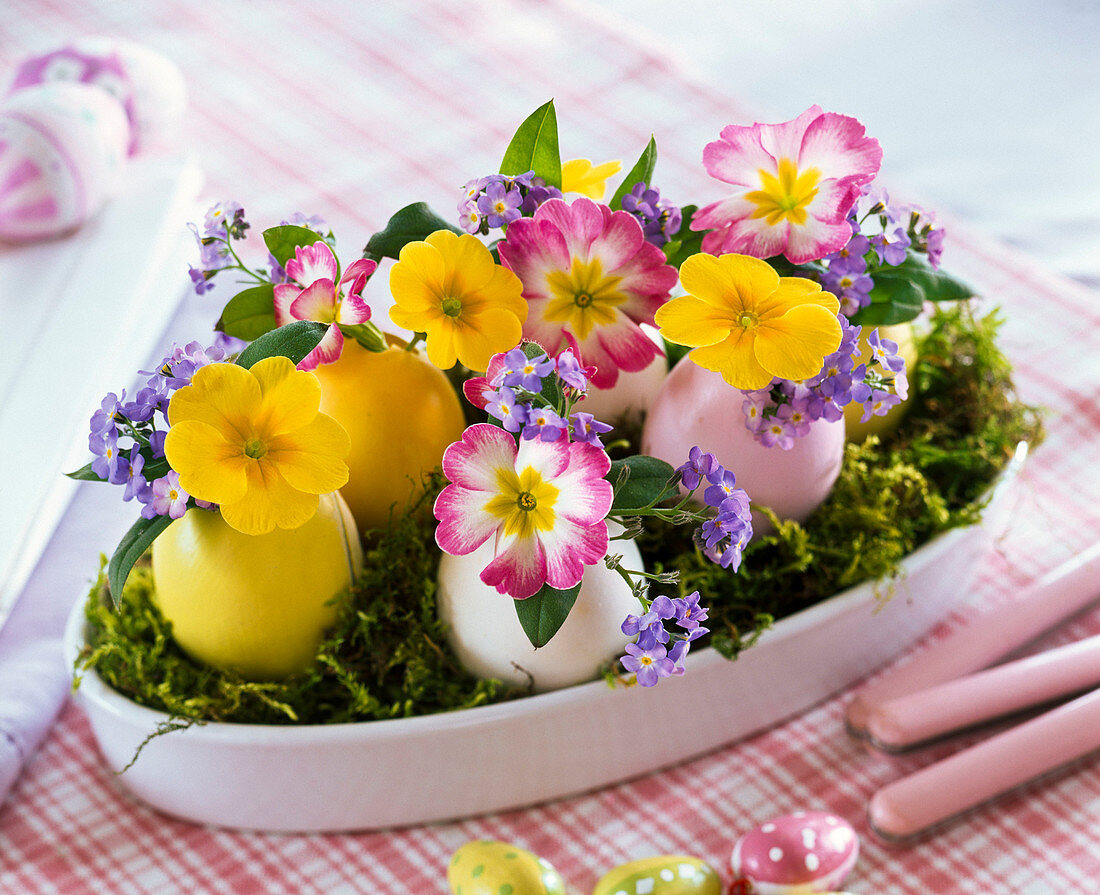 Primula (Primeln), Myosotis (Vergißmeinnicht) in ausgeblasenen Ostereiern