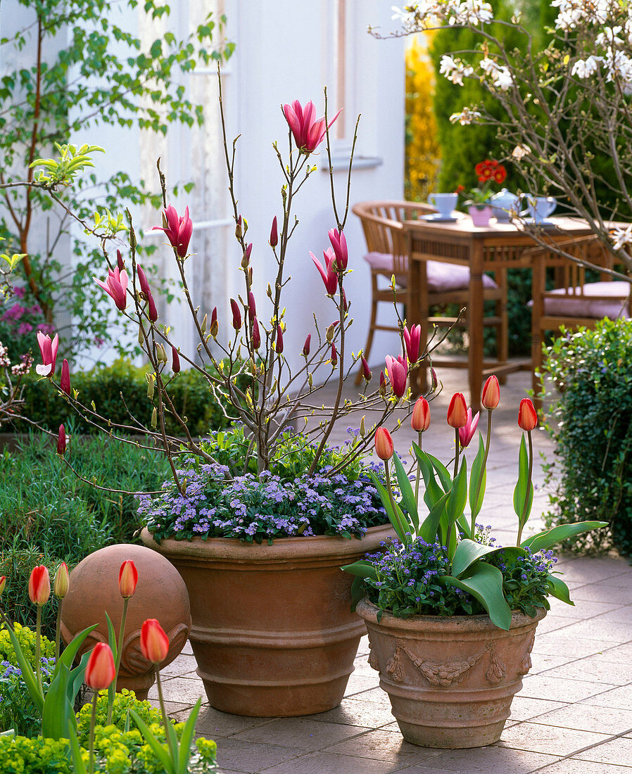 Magnolia 'Susan' (purple magnolia), Tulipa (tulip)