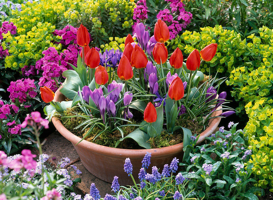 Terracotta - Schale mit Tulipa 'Red Paradise' (Tulpen)