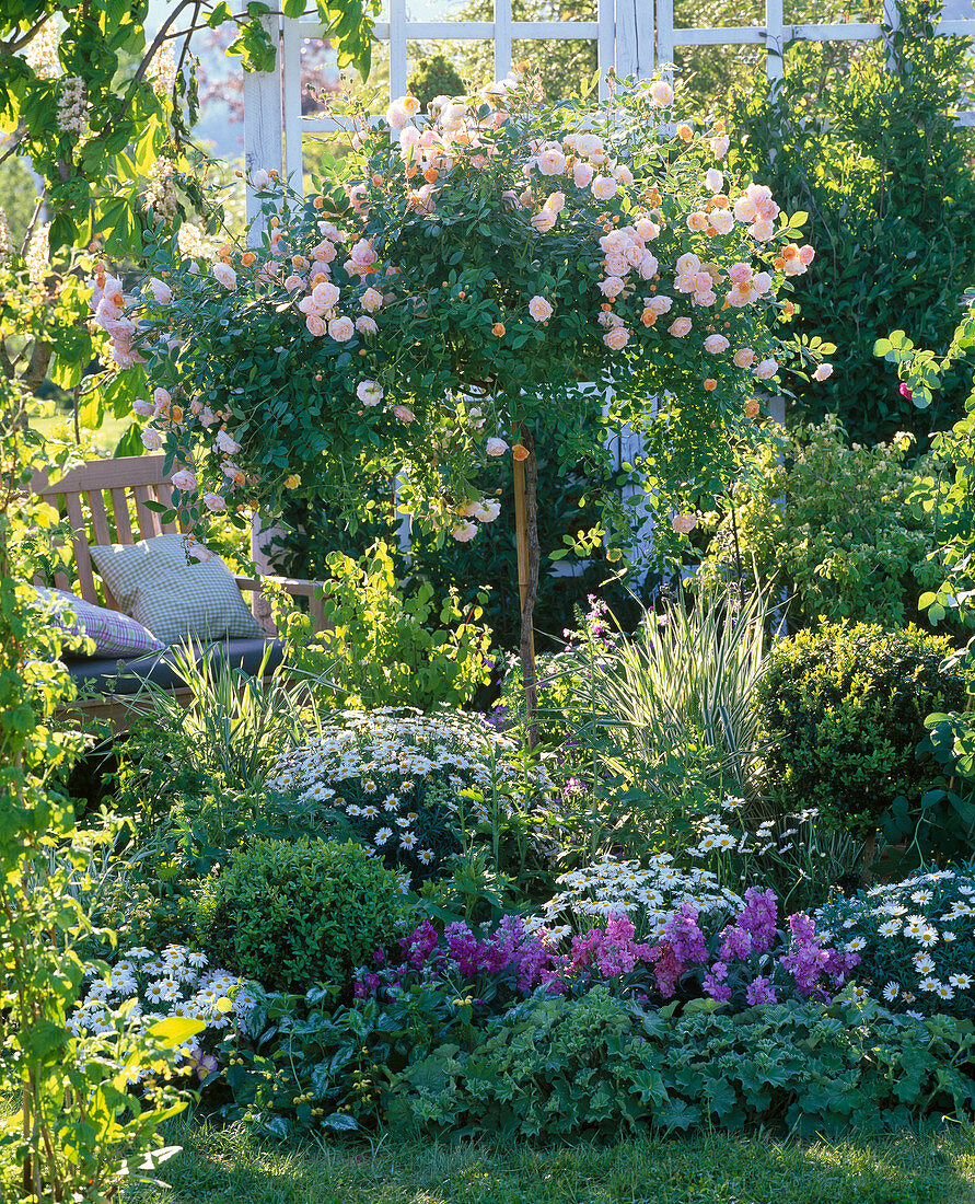 Rosa 'Ghislaine de Feligonde' (Kletterrose) als Hochstamm