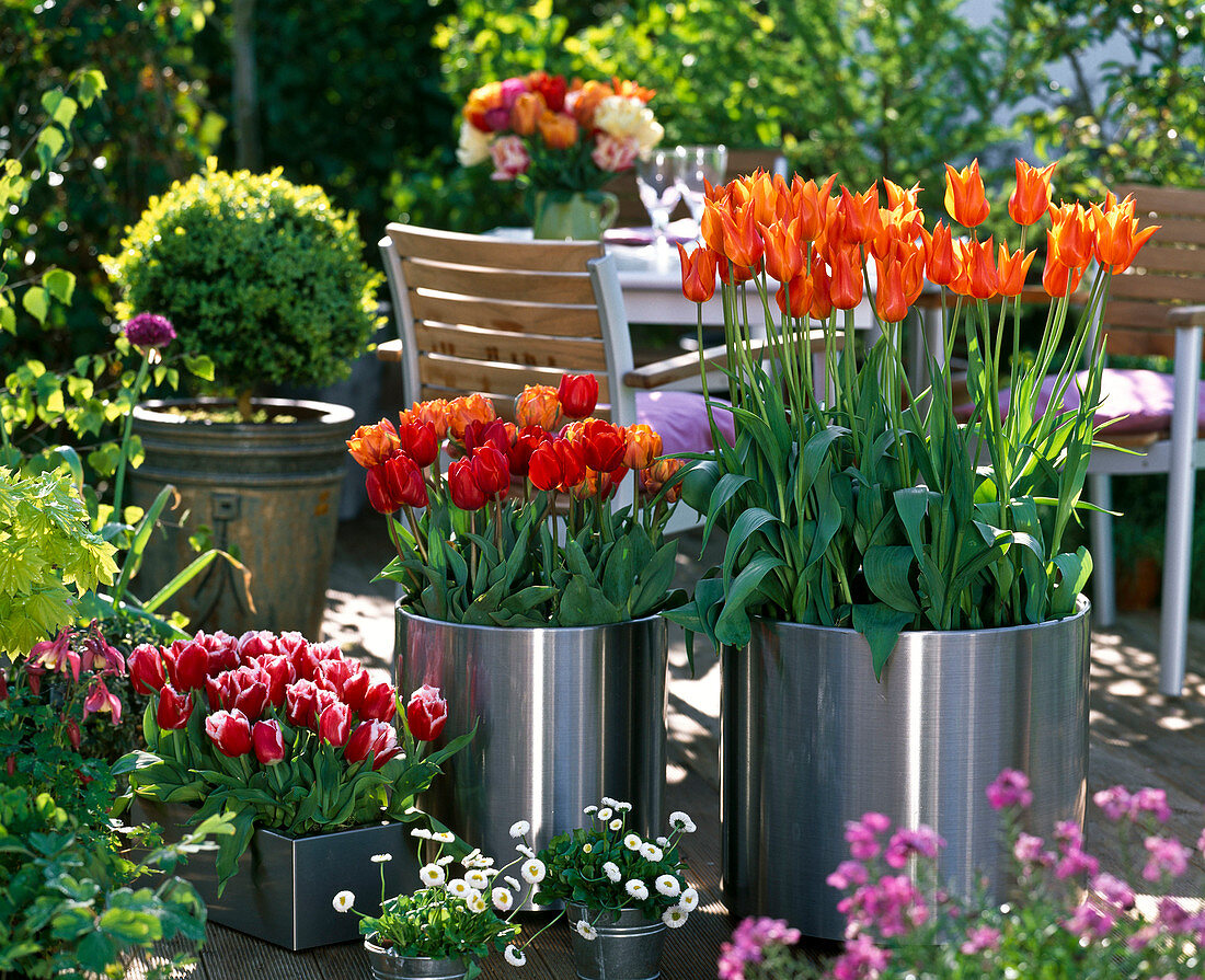 Terrasse mit Tulpen : v.l.n.r. Tulipa 'Wirosa' 'Couleur Cardinal'