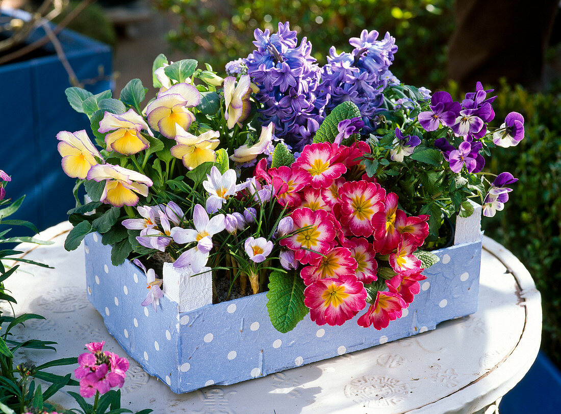 Crocus (Krokussen), Primula (Primeln), Viola (Hornveilchen), Hyacinthus